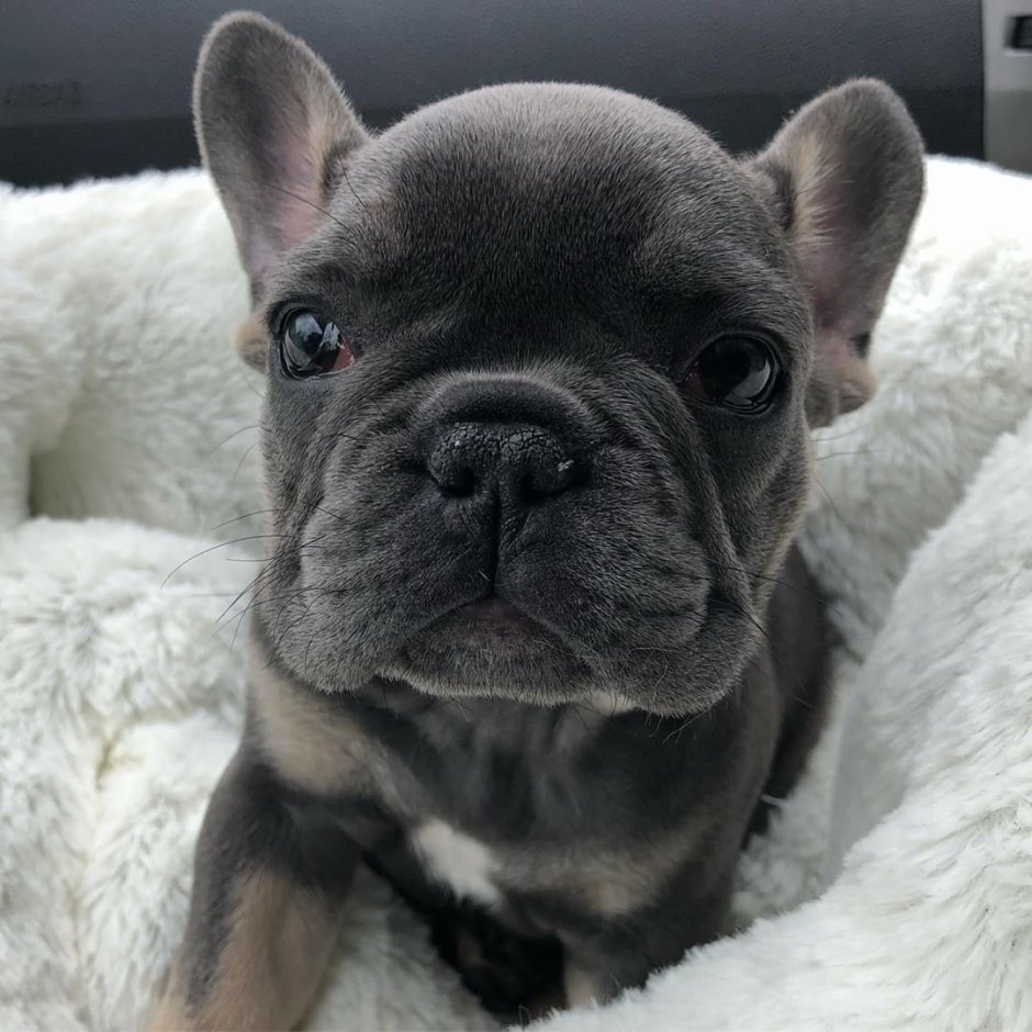 Французский бульдог Берта