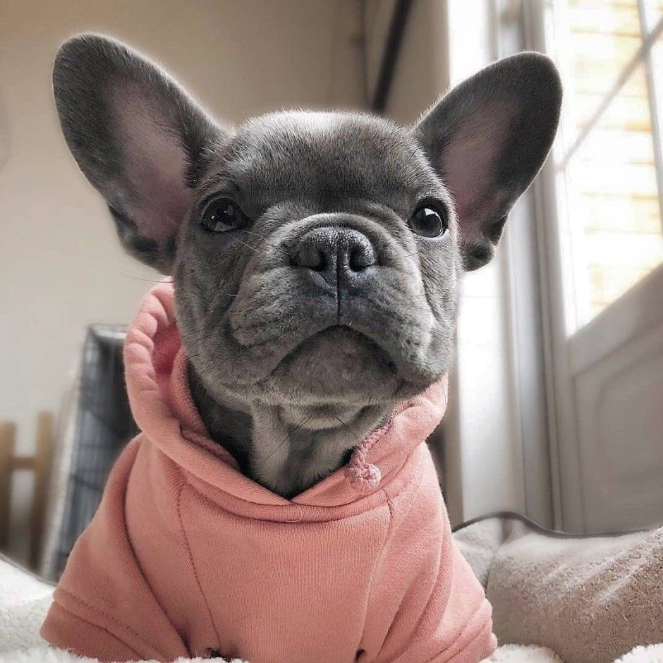 Милые собачки французский бульдог