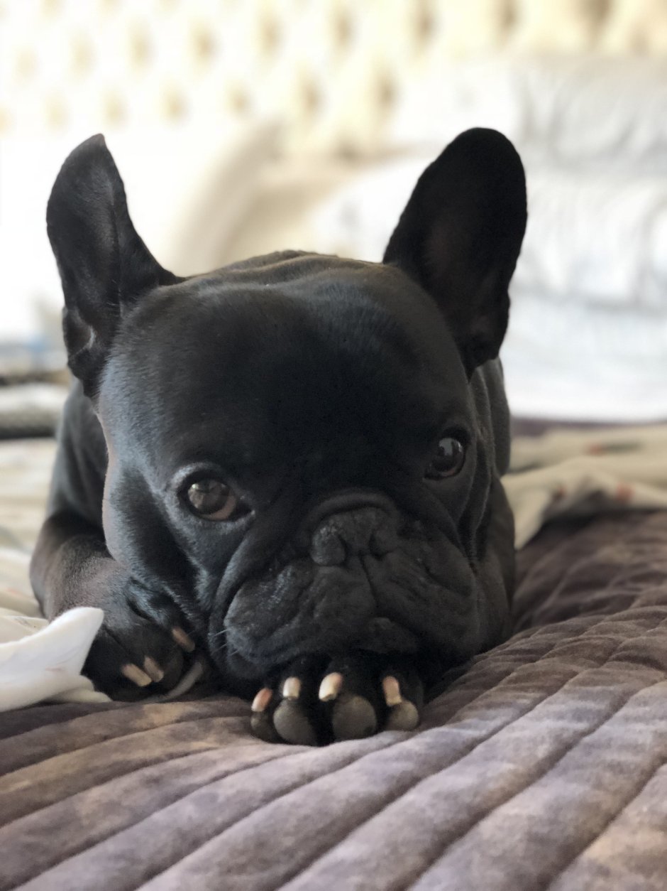 Французский бульдог Чивас