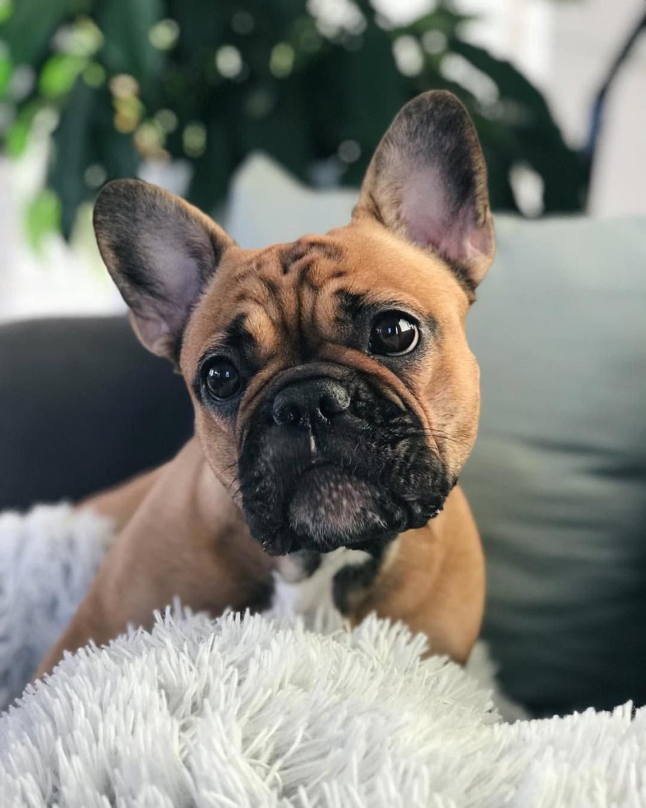 Собака собака французский бульдог