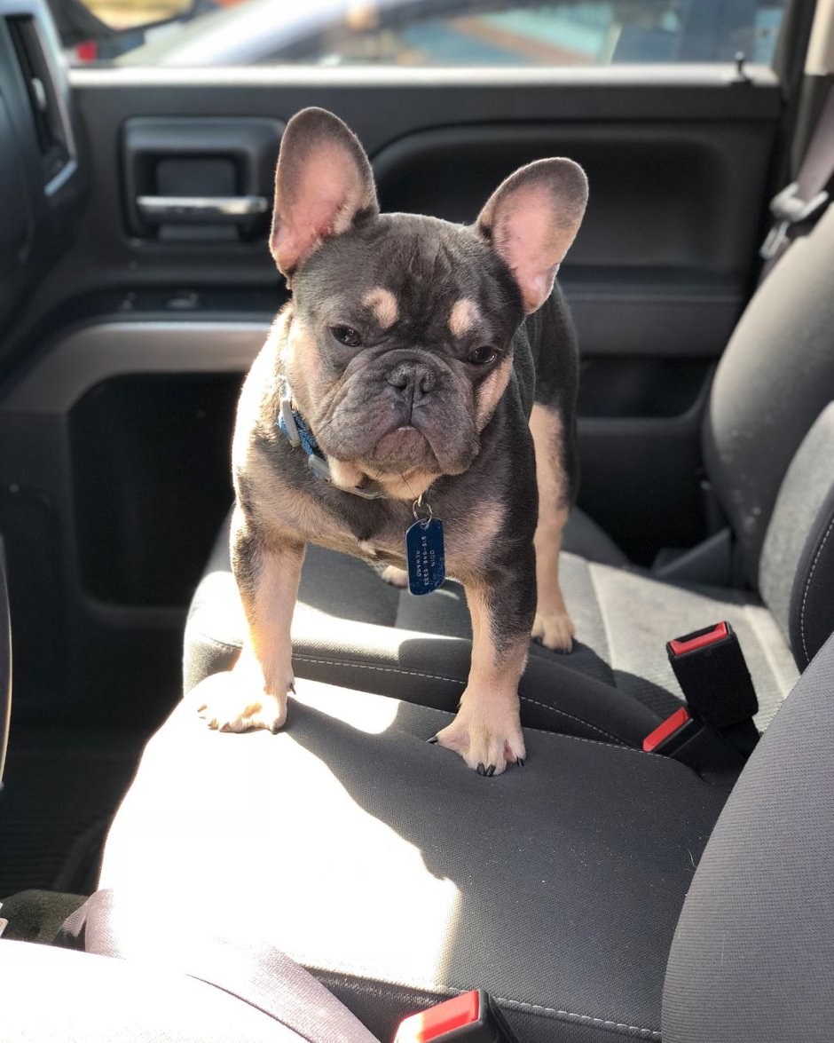 Французский бульдог Мерле мини