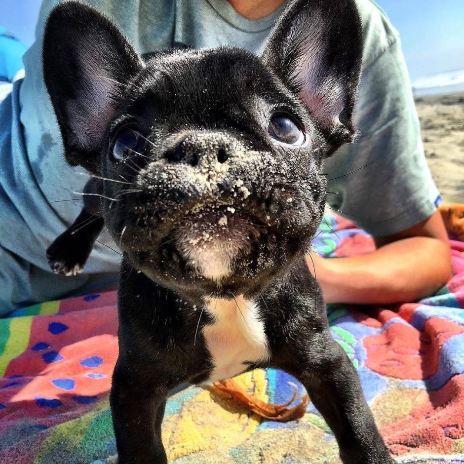 Демодекоз у французского бульдога