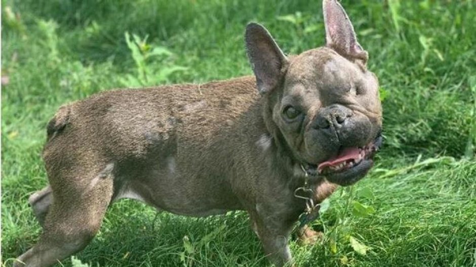 Французский бульдог Бетти