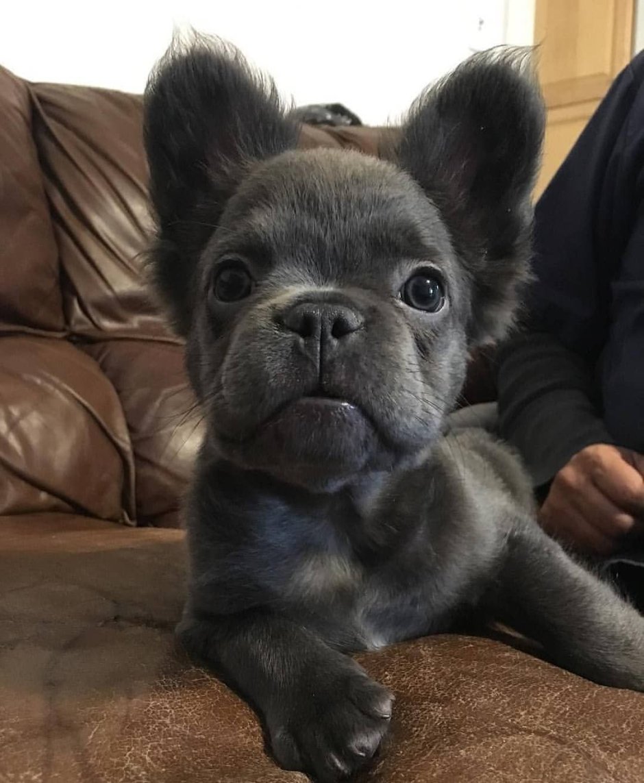 Флаффи французский бульдог