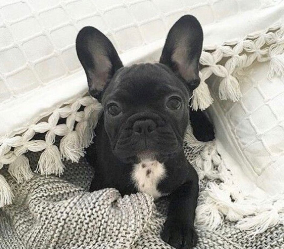 Вязаные вещи для французского бульдога