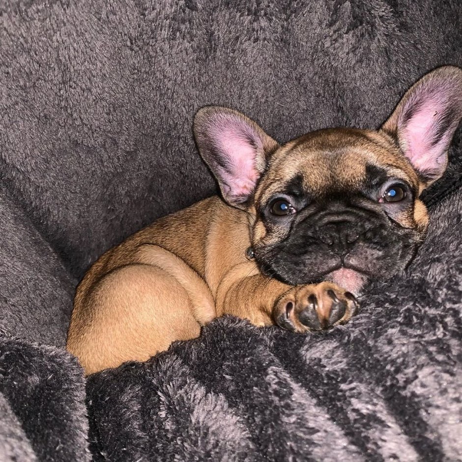 Мохнатый французский бульдог