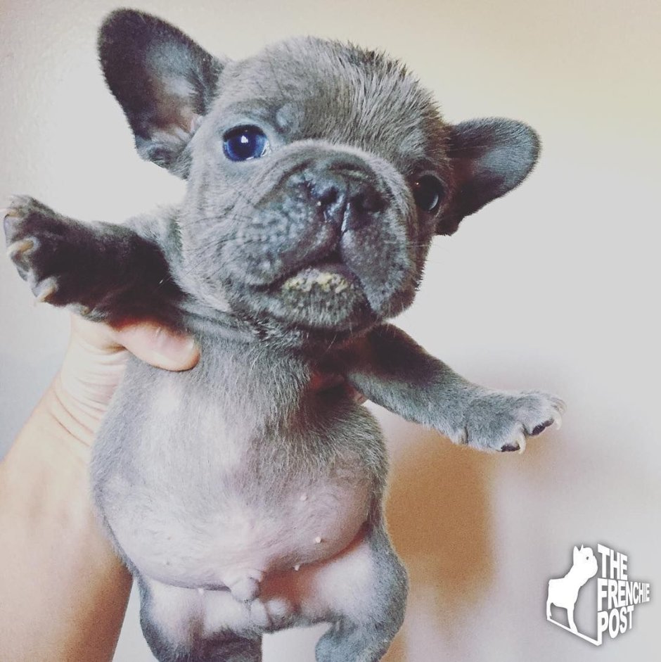 Седой французский бульдог