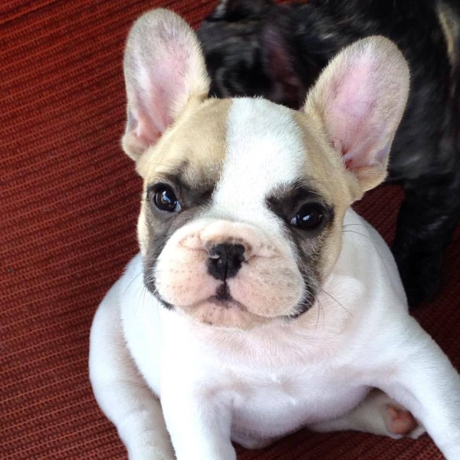 Французский бульдог мини белый