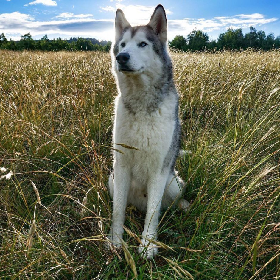 Лайка скрещенная с хаски