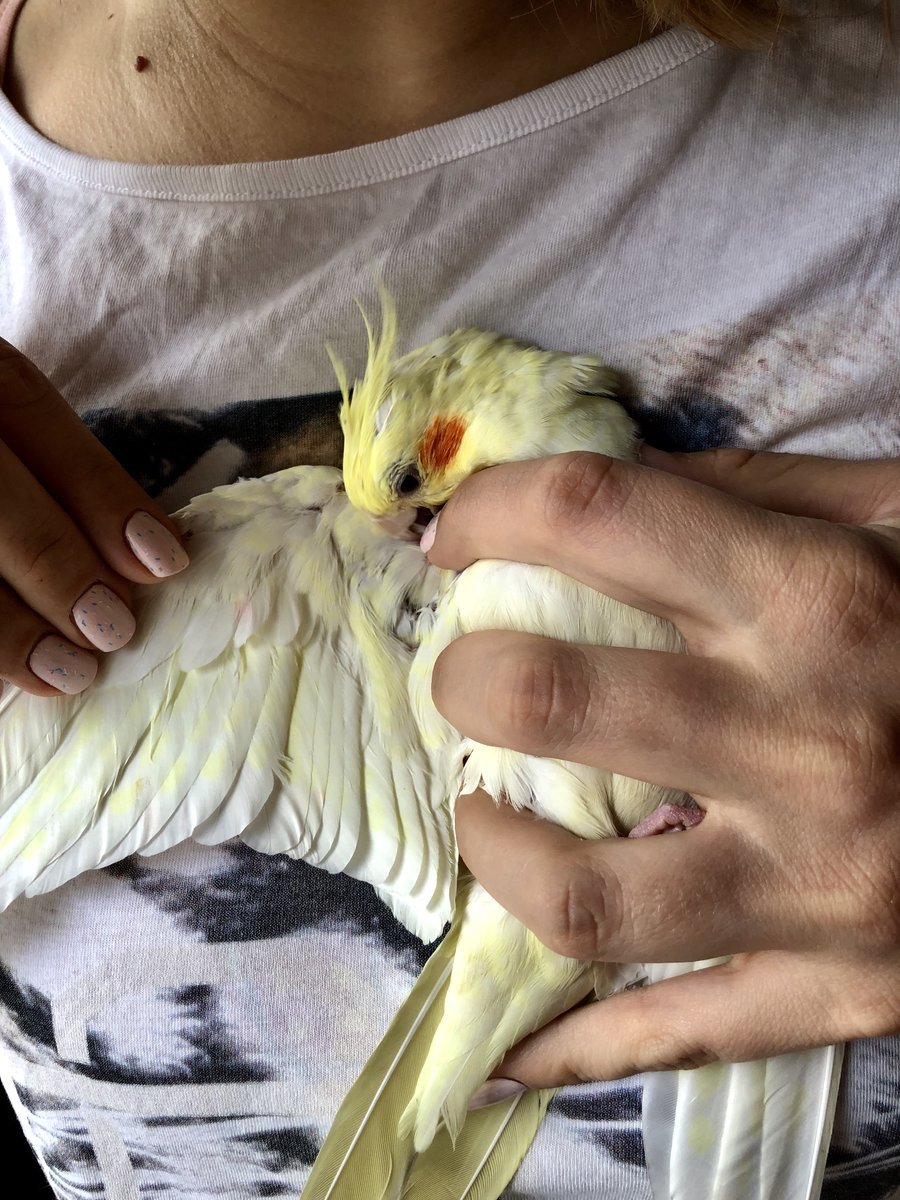 Возраст попугая колеры