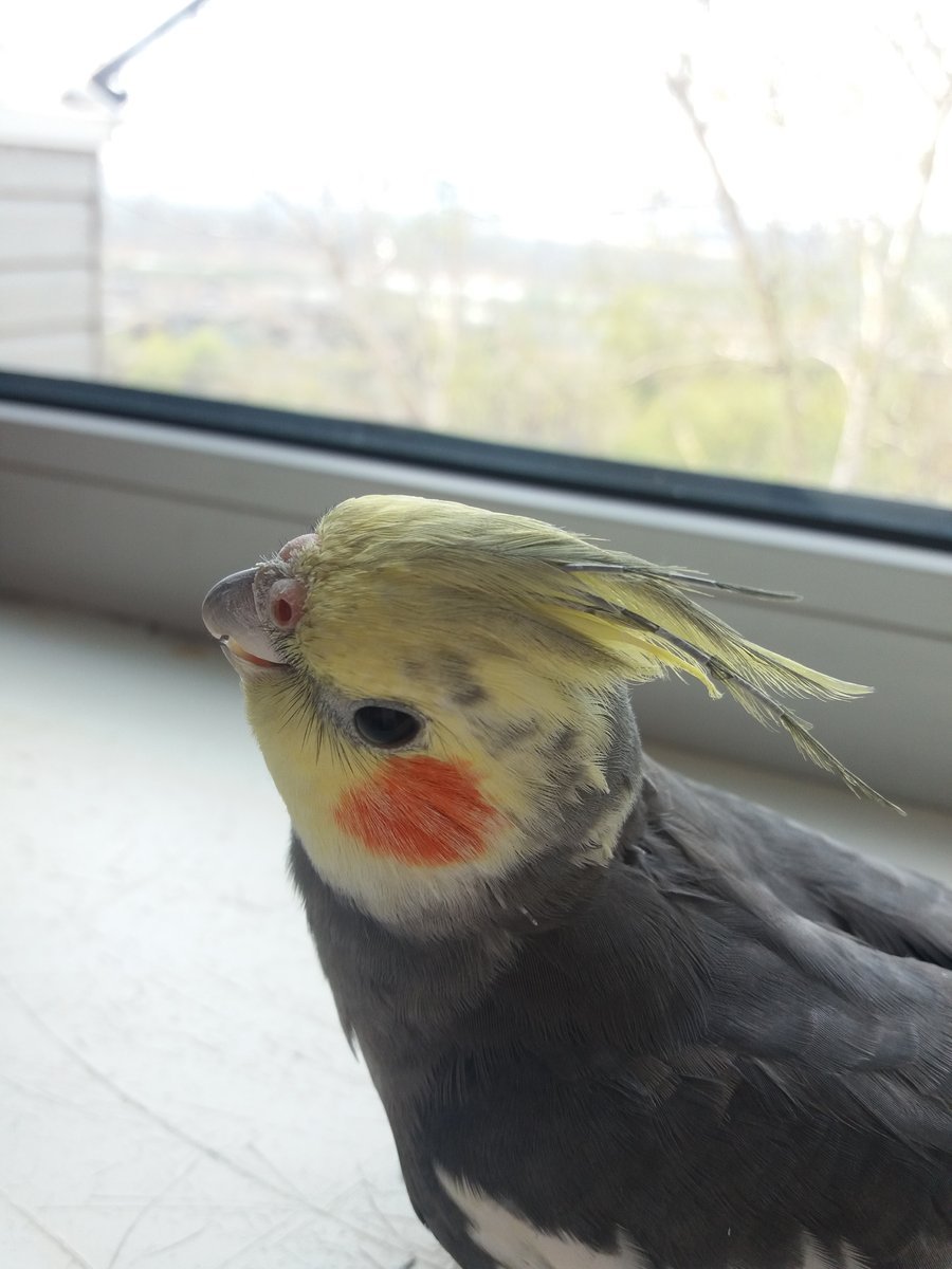 Еда для кореллы попугая