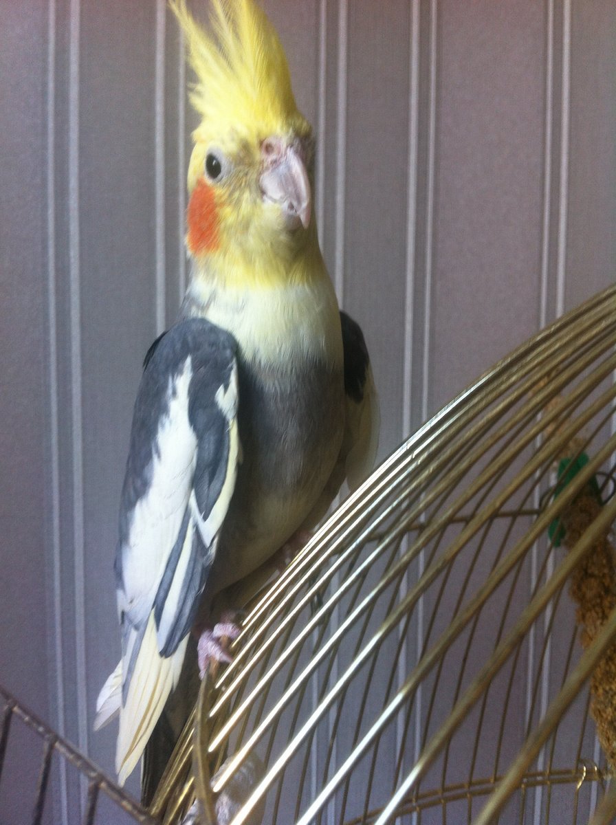 Хвост самки кореллы