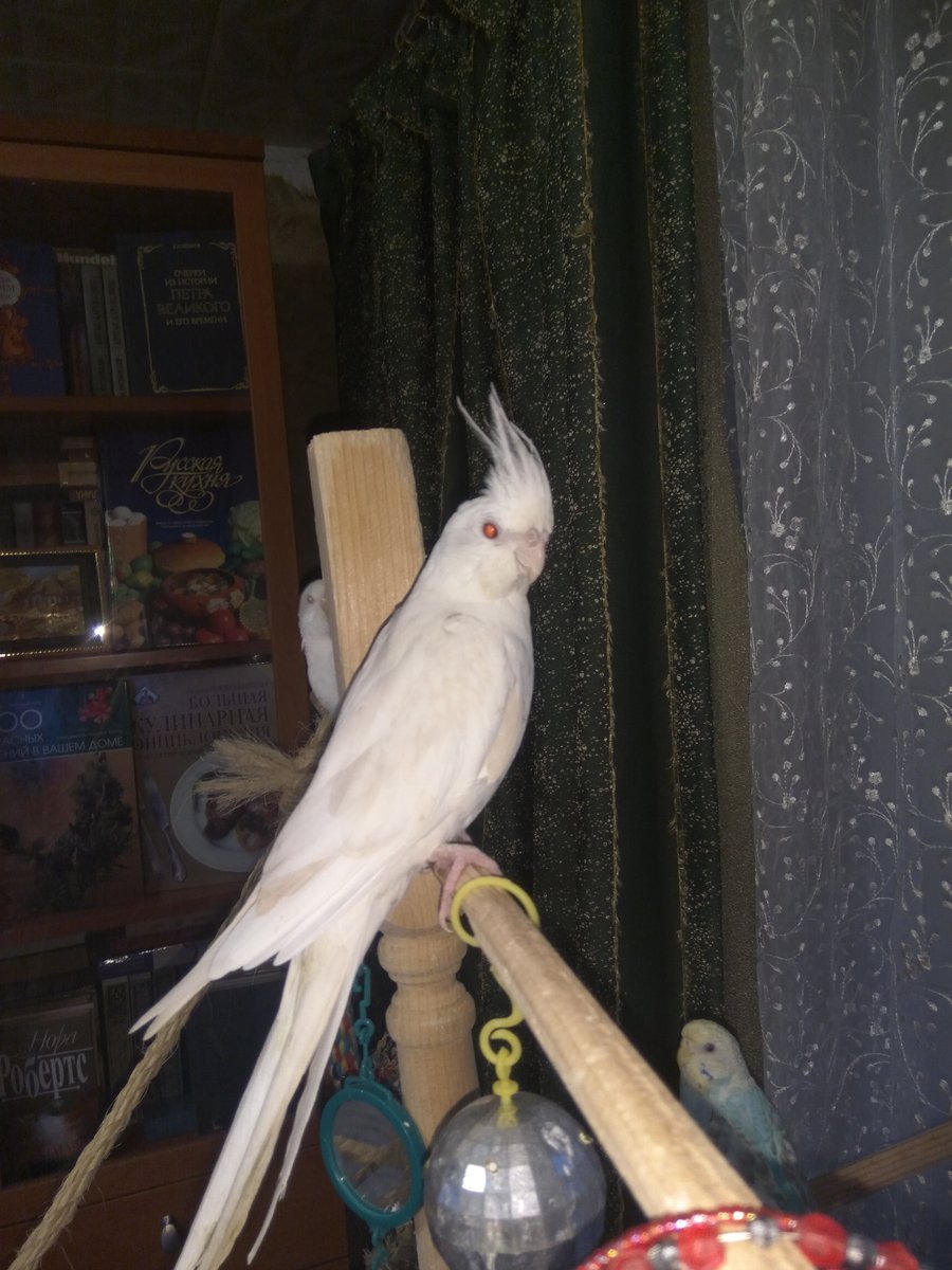 Попугаи кореллы