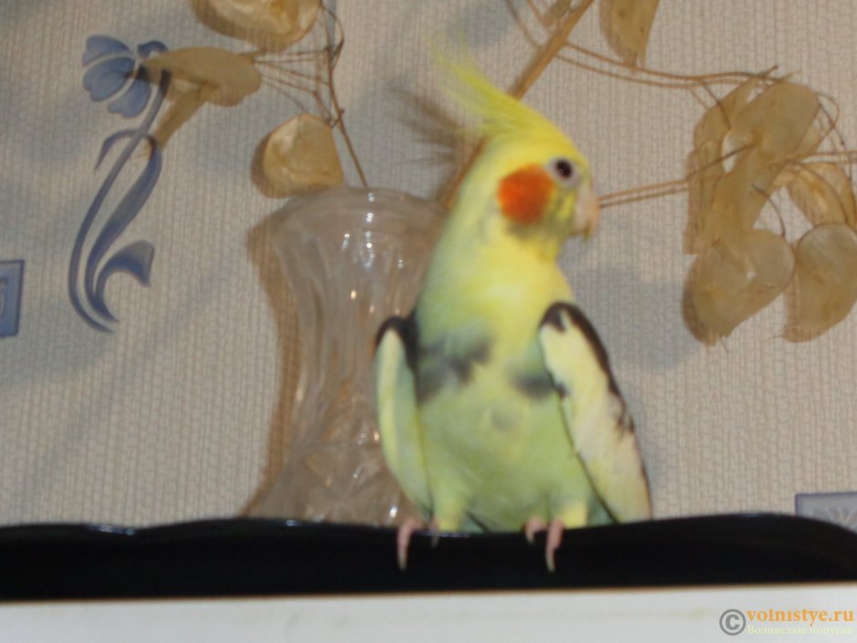 Как узнать пол попугая корелла