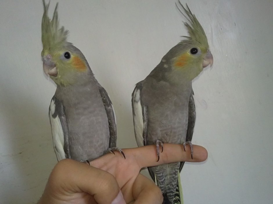 Природный окрас кореллы самца