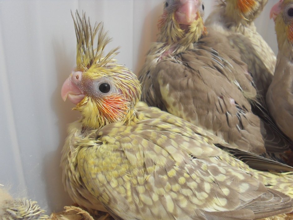 Попугаи кореллы самки