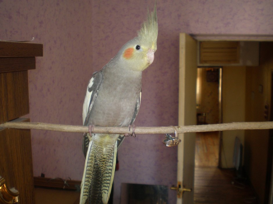 Корелла самка и самец
