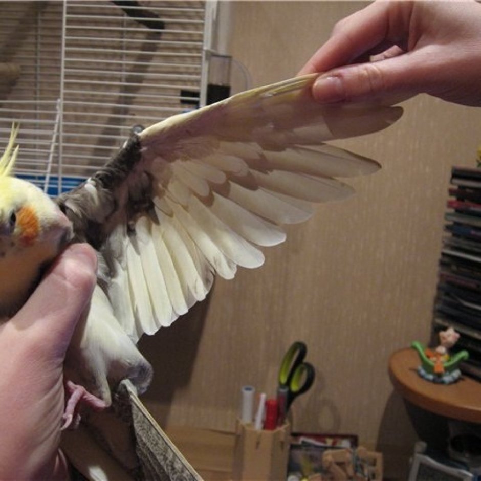 Попугай корелла птенец