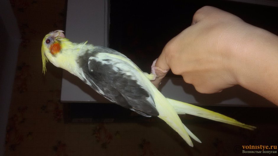 Корелла самец хвост