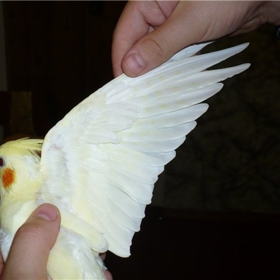 Окрасы попугаев Карелов