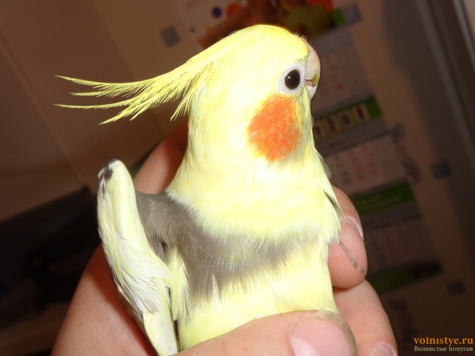 Корелла птенец серый