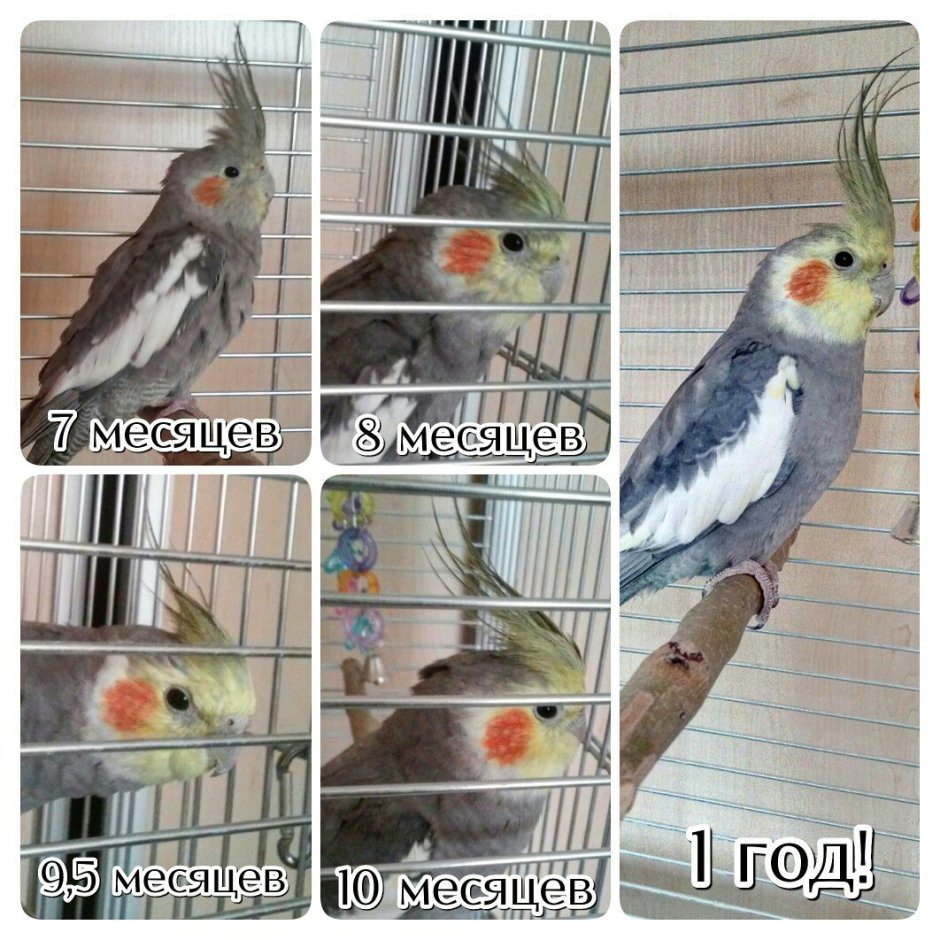 Попугай корелла отличить самку от самца