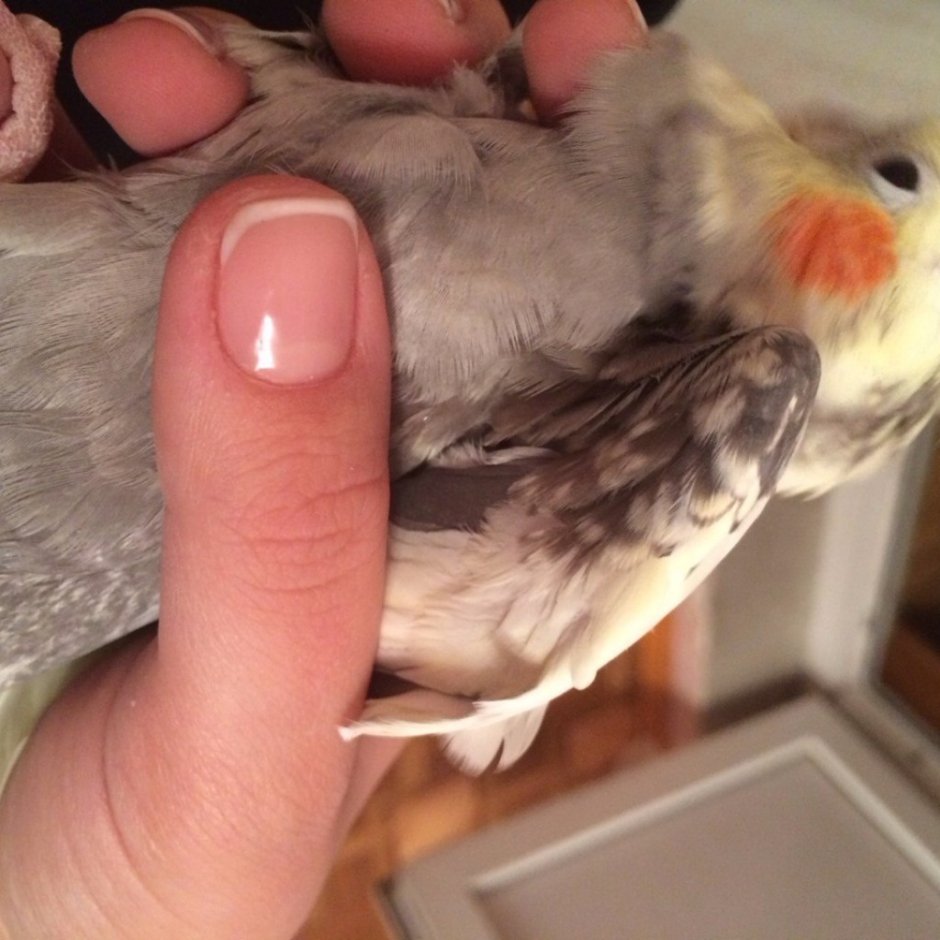 Попугай корелла меж