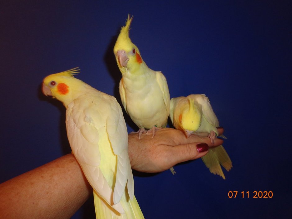 Корелла перловка самец