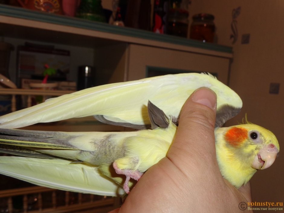 Птенец корелла пол