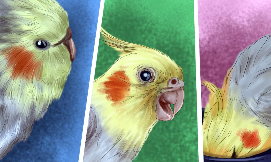 Кореллы пегие