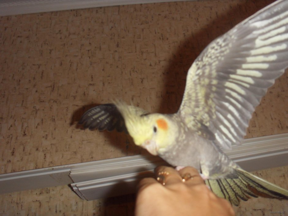 Корелла попугай расцветки