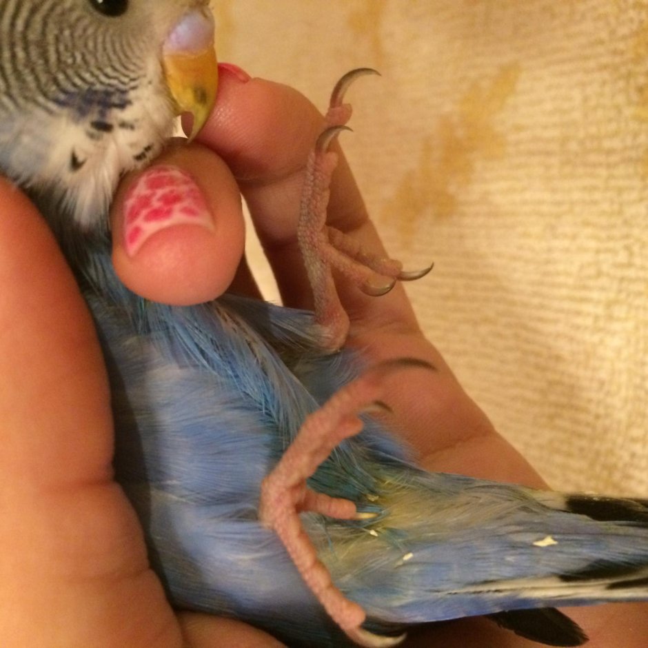 Корелла мальчик лютино