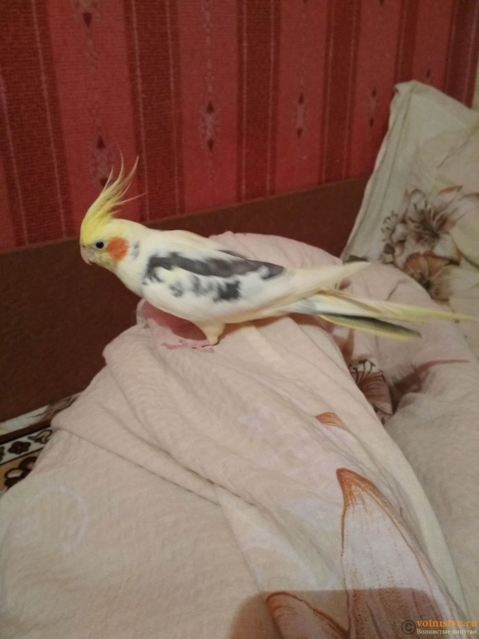Перелом крыла у попугая корелла