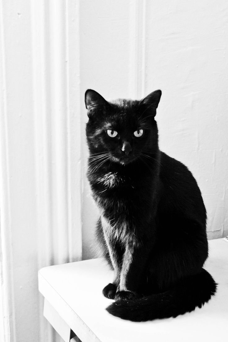 Черная кошка