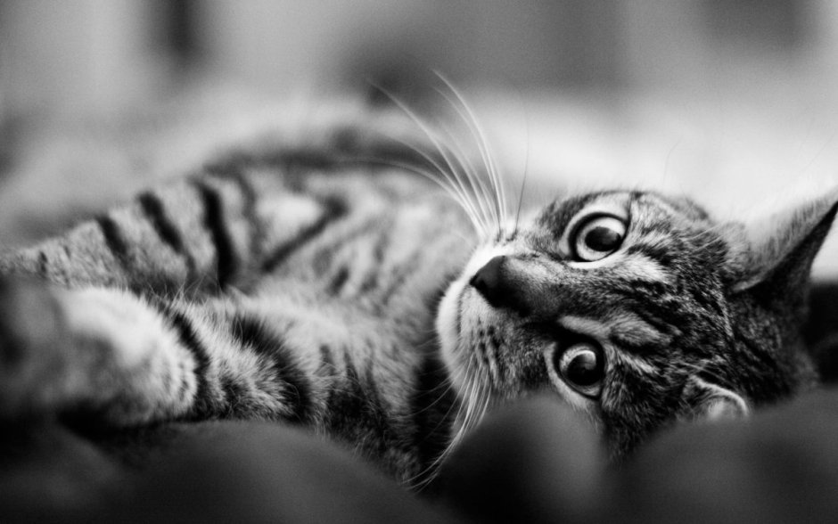 Котенок черно белого цвета