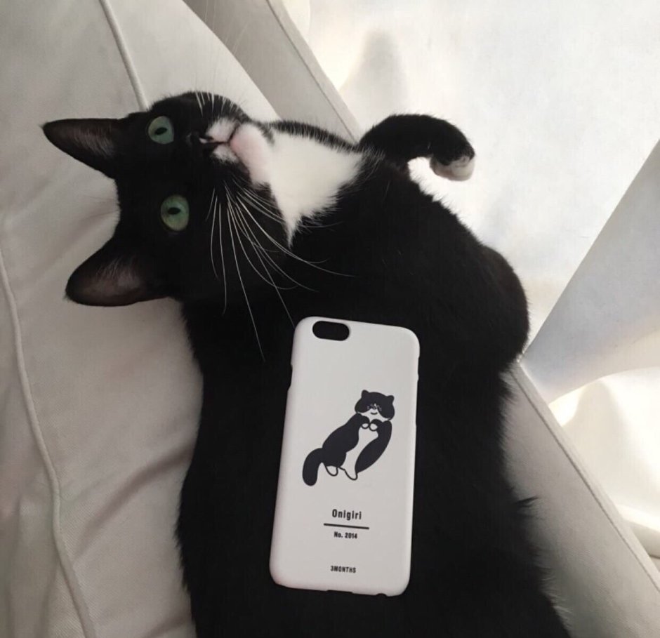 Черный котик Эстетика