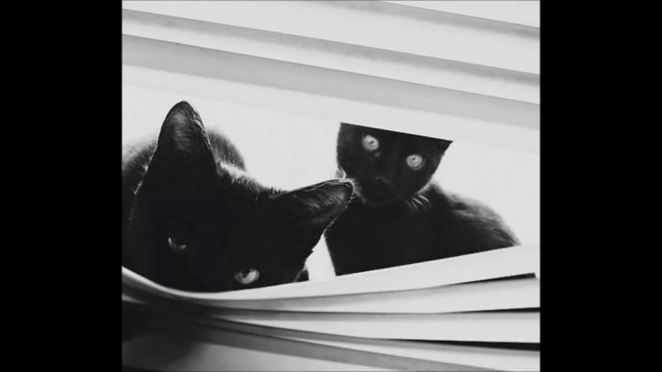 Черно белый кот Эстетика