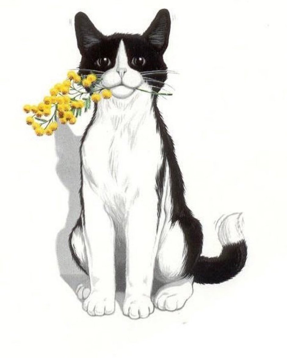 Чёрно-белый котёнок арт