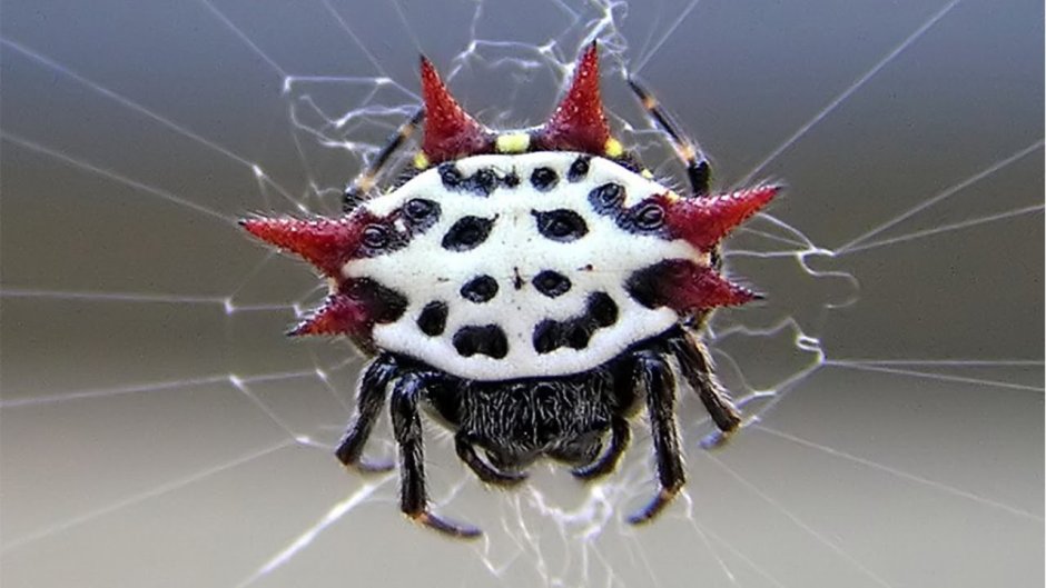 Theridion grallator улыбающийся паук
