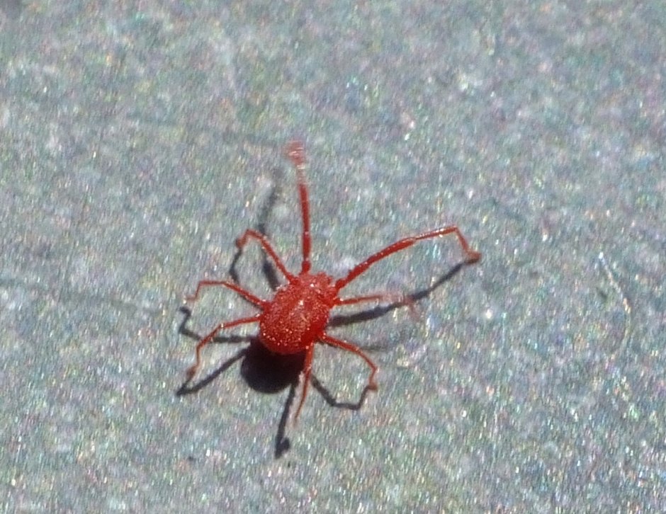 Little Spider with a Heart