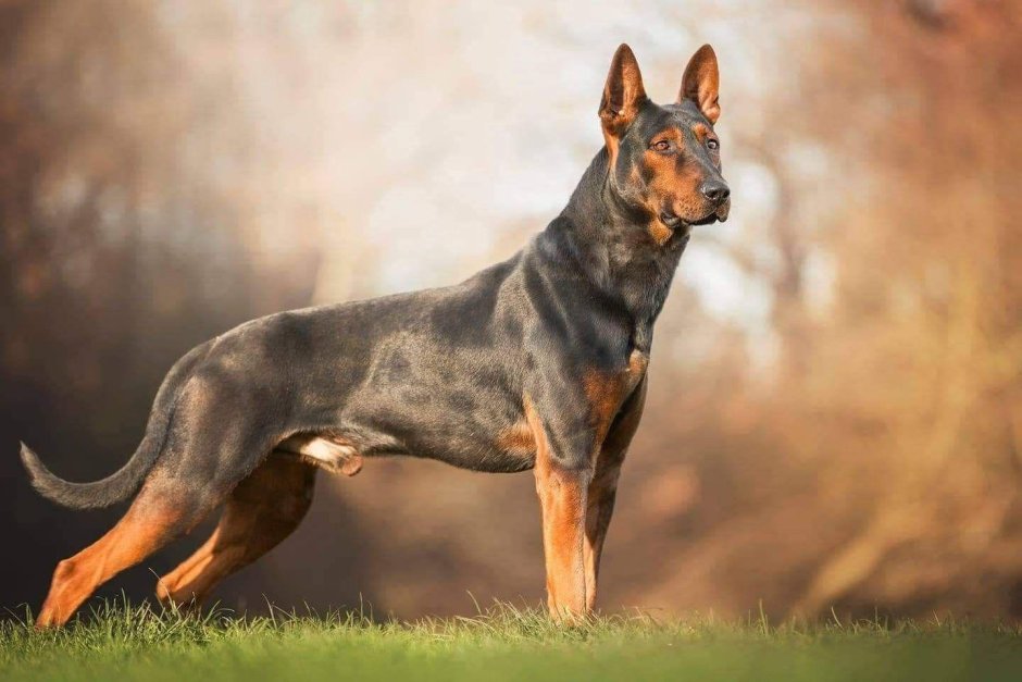 Chinese Red Dog порода