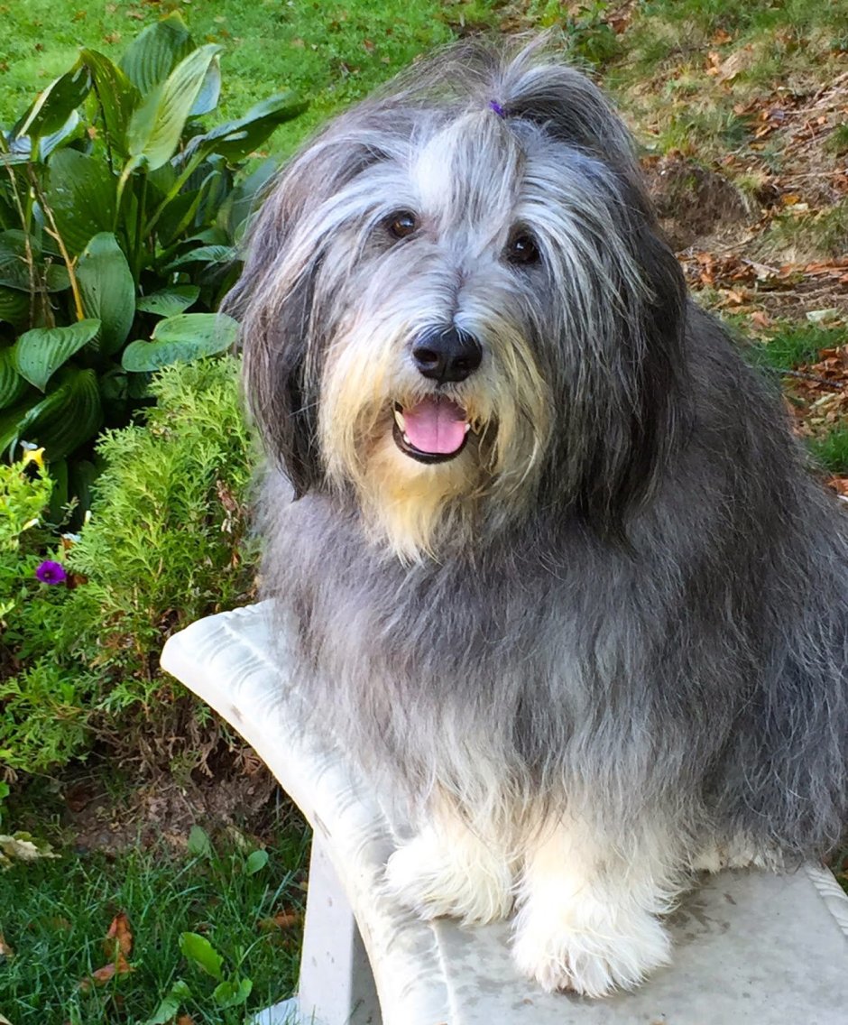 Polish Lowland Sheepdog
