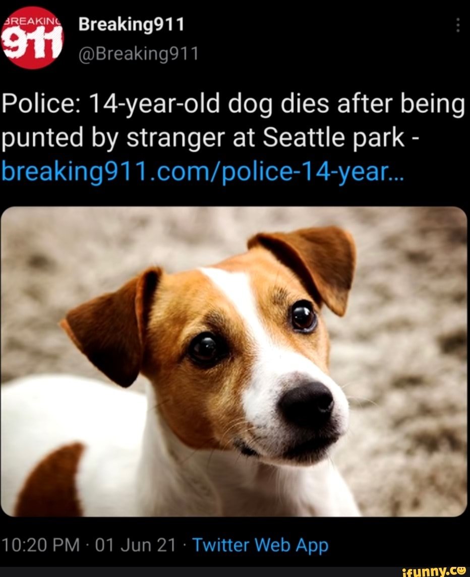 Джек-Рассел-терьер щенок