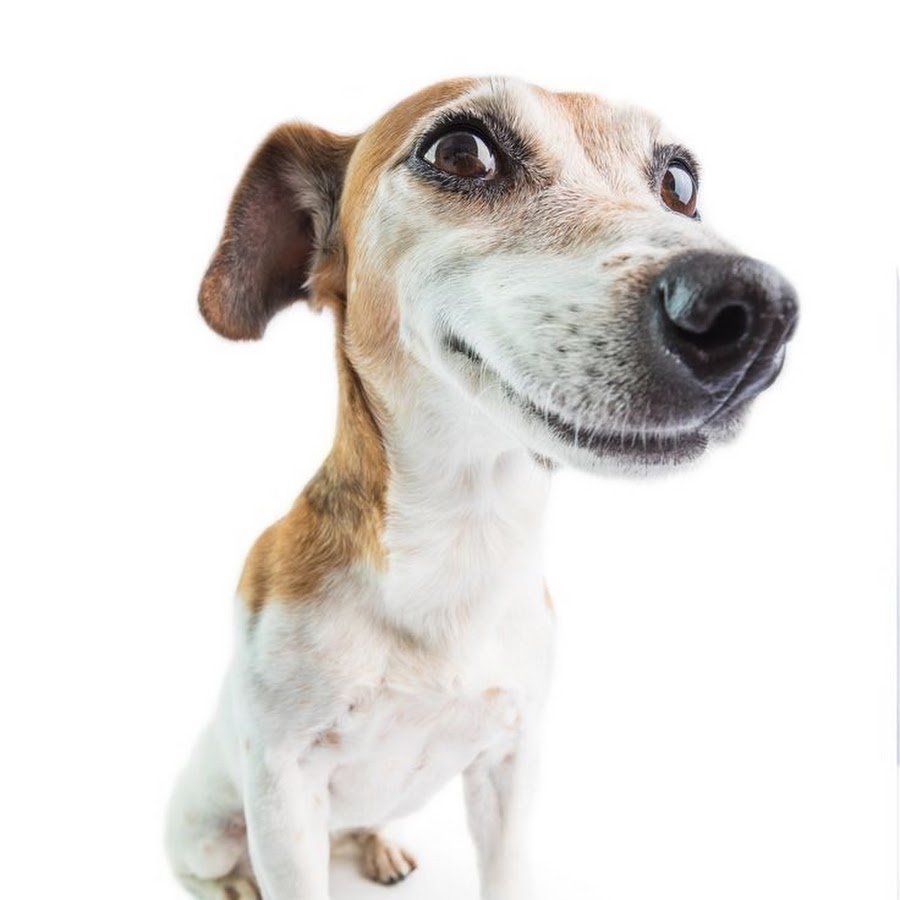 Собака выглядывает