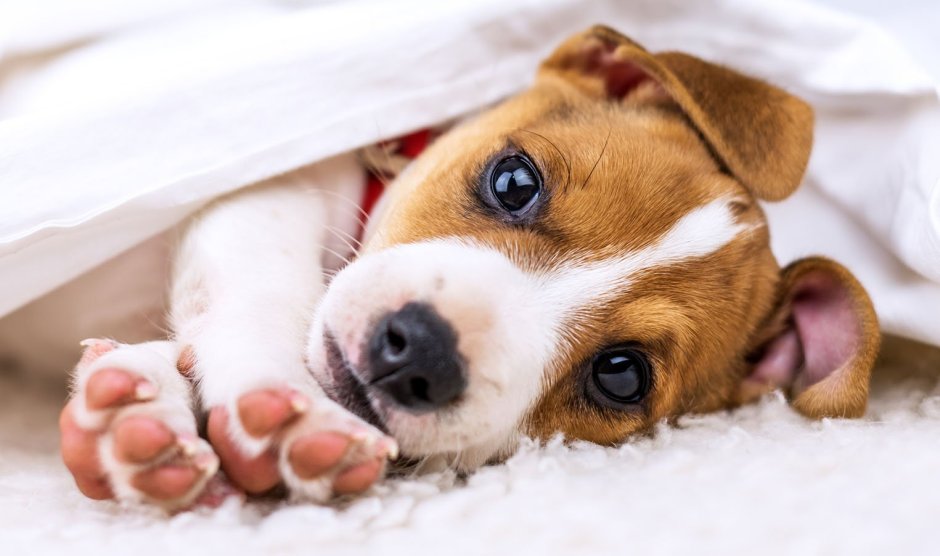 Рабочий Джек Рассел терьер