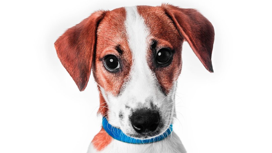 Щенки породы Джек Рассел