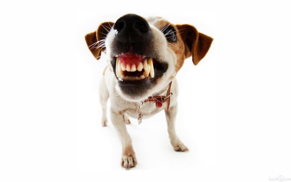 Стресс у собаки