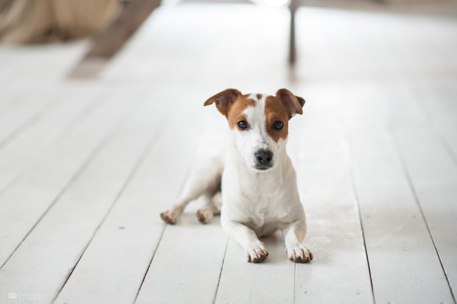 Джек Рассел 1920