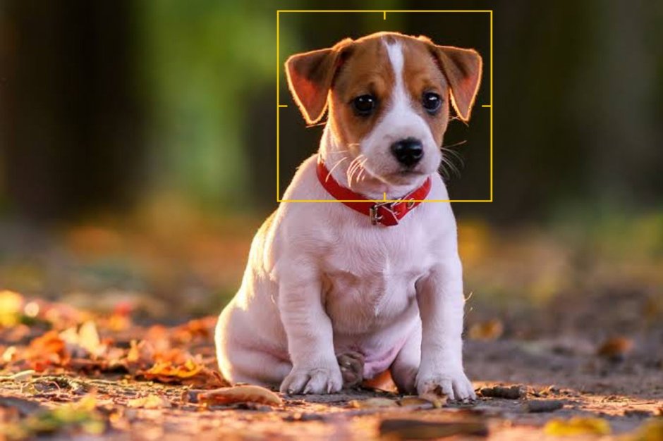 Джек Рассел терьер 12 кг