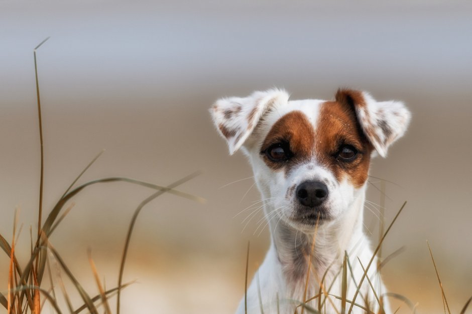 Парсон Рассел терьер жесткошерстный